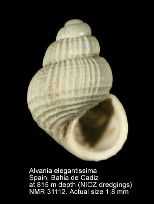 Alvania electa.JPG - Alvania elegantissima(Monterosato,1875)